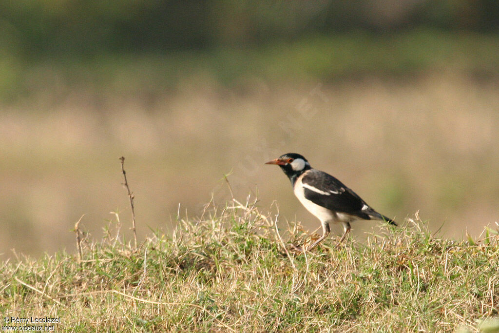 Indian Pied Myna