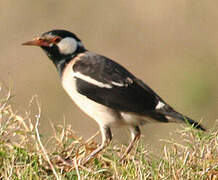 Indian Pied Myna