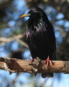 Spotless Starling