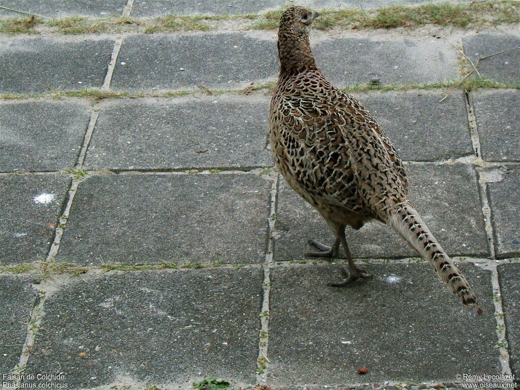 Common Pheasant female adult