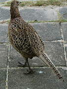 Common Pheasant