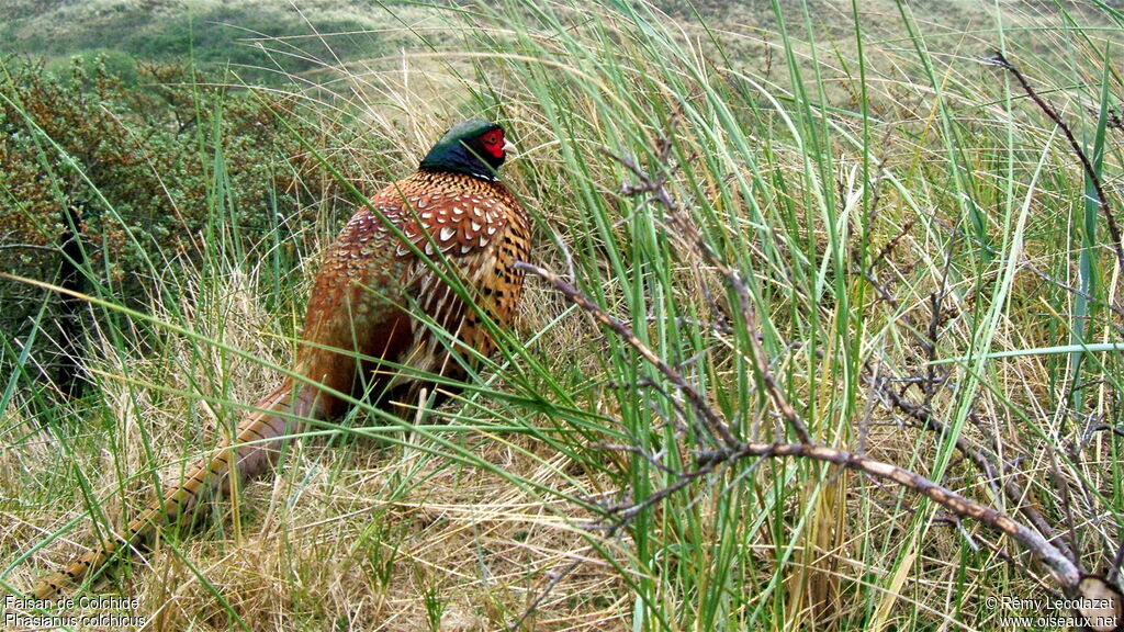 Common Pheasant male adult