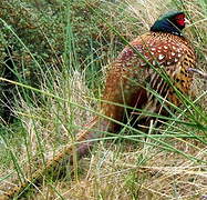 Common Pheasant