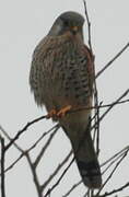 Common Kestrel