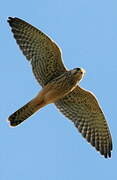 Common Kestrel