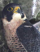 Peregrine Falcon