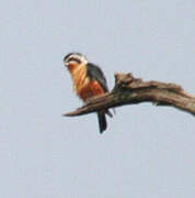 Collared Falconet