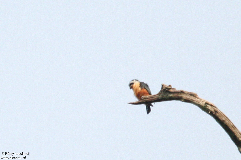 Fauconnet à collier