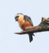 Collared Falconet