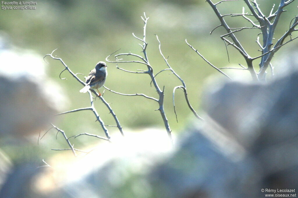 Spectacled Warbler male adult