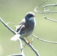 Spectacled Warbler