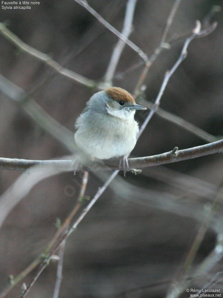 Eurasian Blackcap female adult post breeding