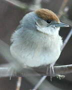 Eurasian Blackcap