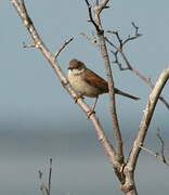 Common Whitethroat