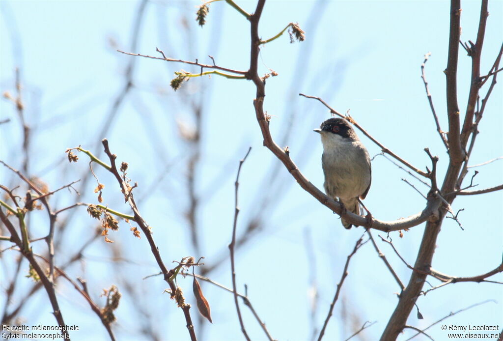 Sardinian Warbler male adult