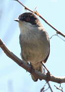 Sardinian Warbler