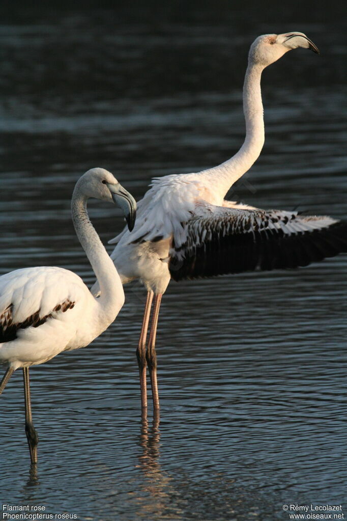 Flamant rosejuvénile