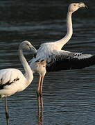 Greater Flamingo