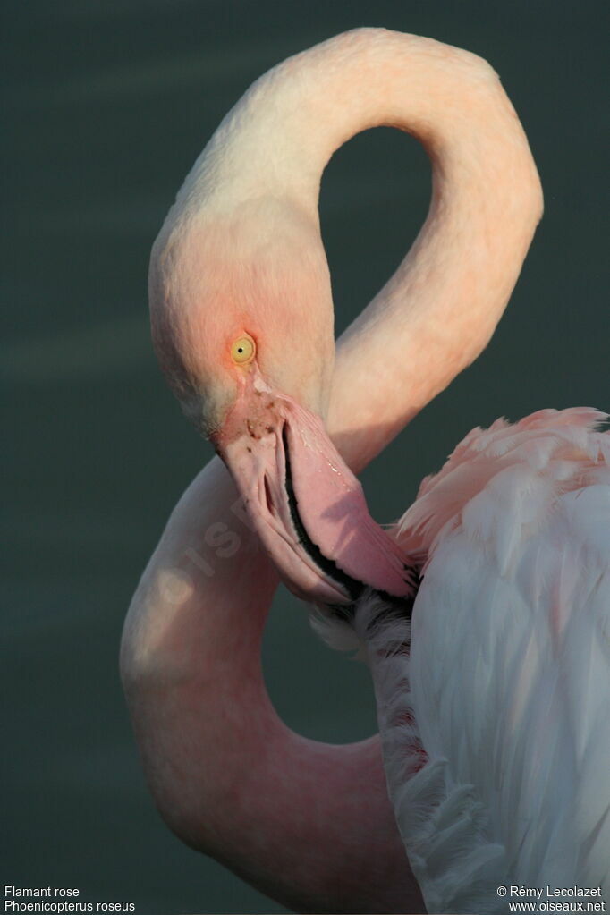 Greater Flamingoadult