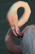 Flamant rose