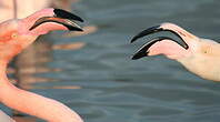 Flamant rose