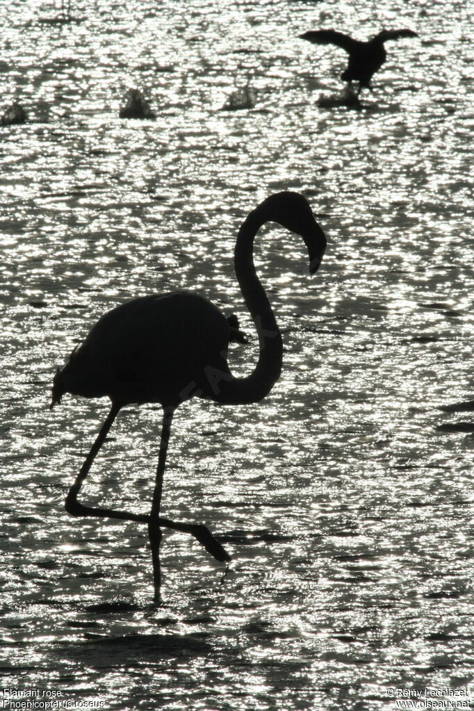 Flamant roseadulte