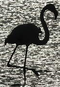 Flamant rose