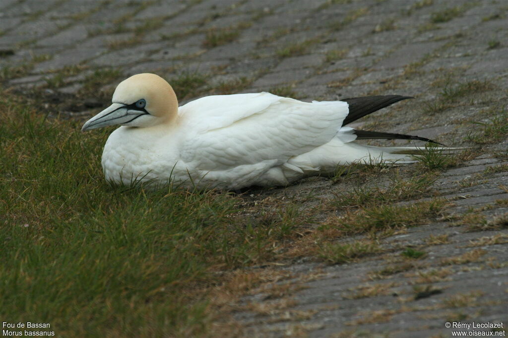 Northern Gannet