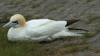 Northern Gannet