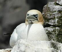 Northern Gannet