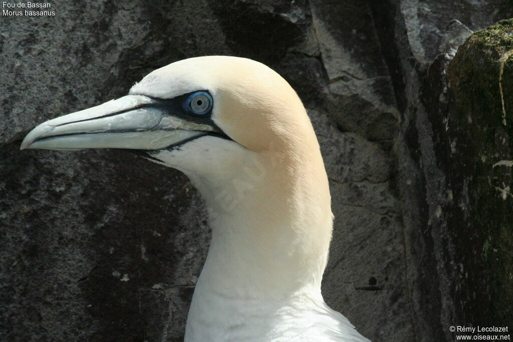 Northern Gannet