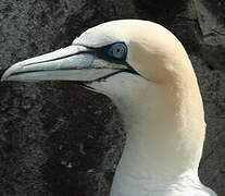 Northern Gannet