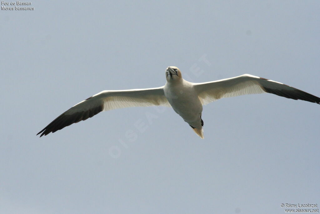 Northern Gannet, Flight