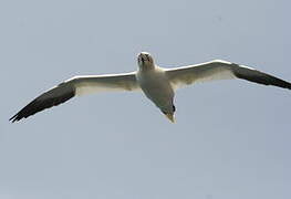 Northern Gannet