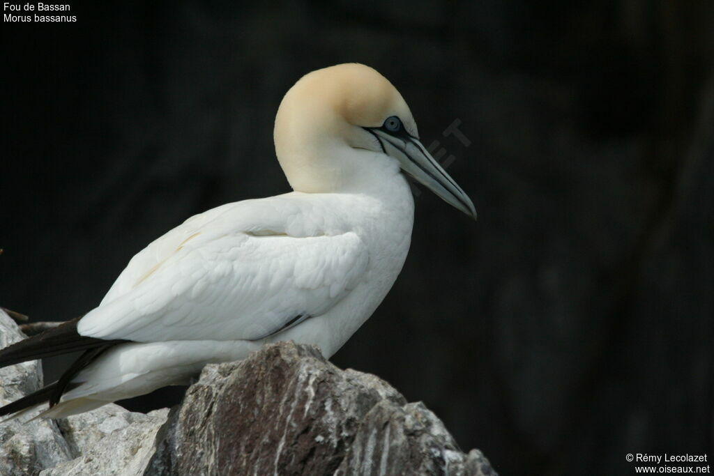 Northern Gannet