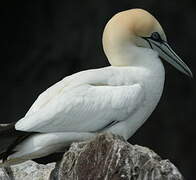 Northern Gannet