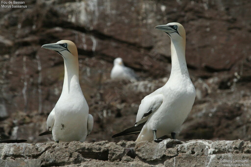 Northern Gannet