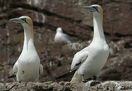 Northern Gannet