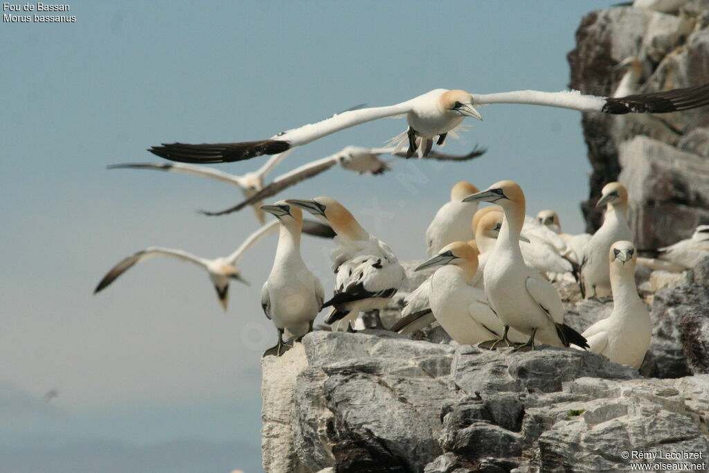 Northern Gannet, Flight