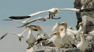 Northern Gannet