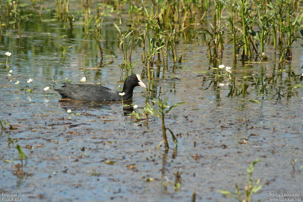 Eurasian Coot