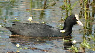 Foulque macroule