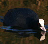 Eurasian Coot