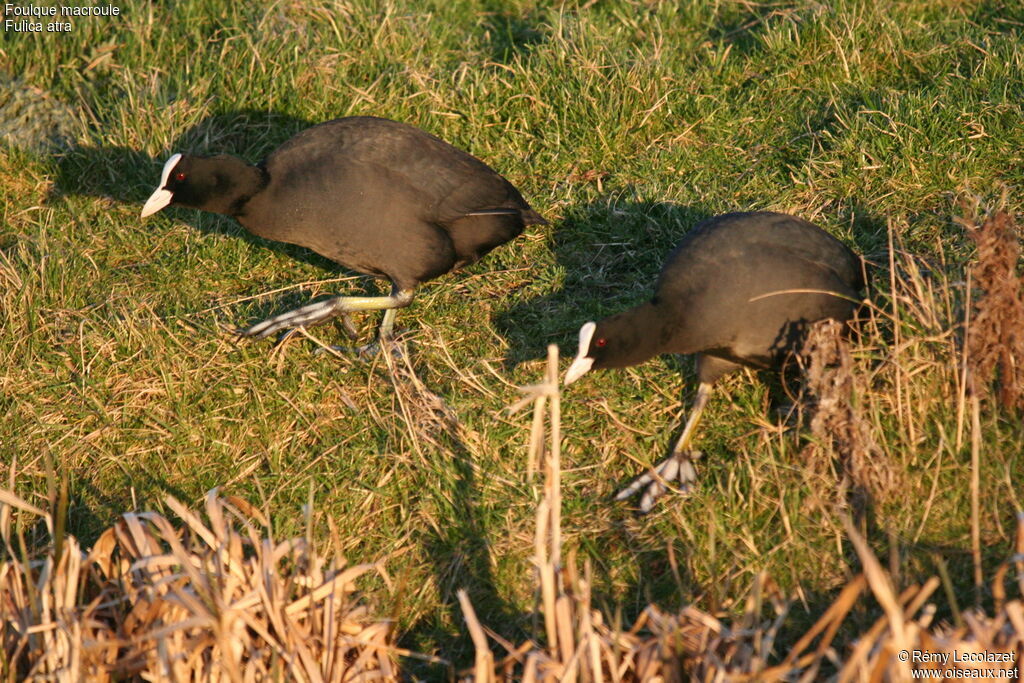 Eurasian Coot