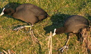 Eurasian Coot