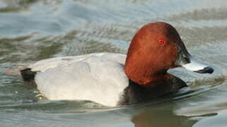 Common Pochard