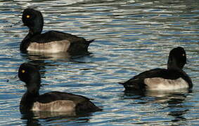 Tufted Duck