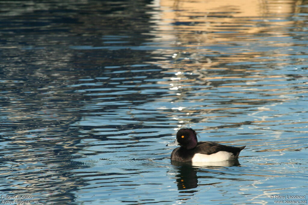 Tufted Duck male adult