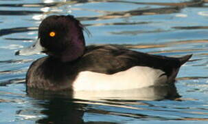 Tufted Duck