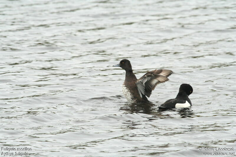 Tufted Duck adult